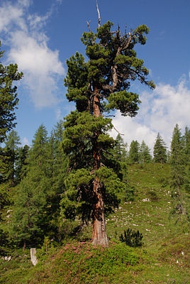 Alter, knorriger Baum vor grünem Hang und blauem Himmel mit Wolken.